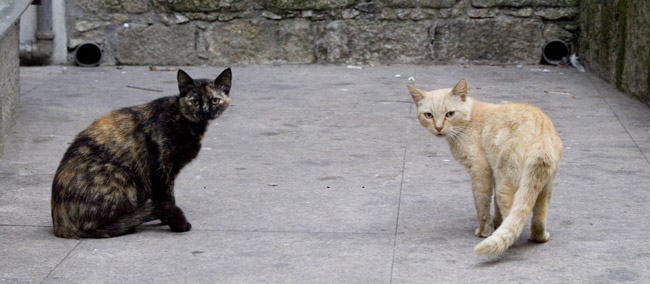 Gatos