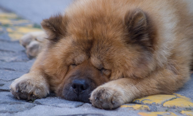 Cão a dormir