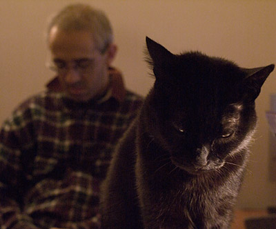 Gata (e não só) em estado sonolento