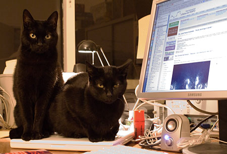 Gatas em consultoria especializada