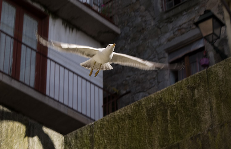 Gaivota junto à Loja da Reabilitação Urbana