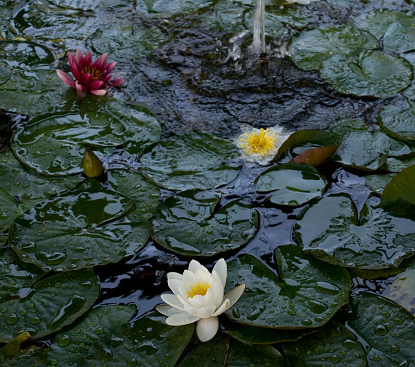 Lago no Palácio de Cristal
