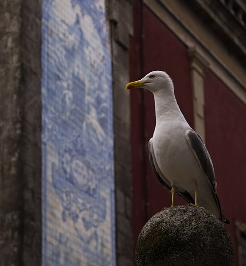 Gaivota