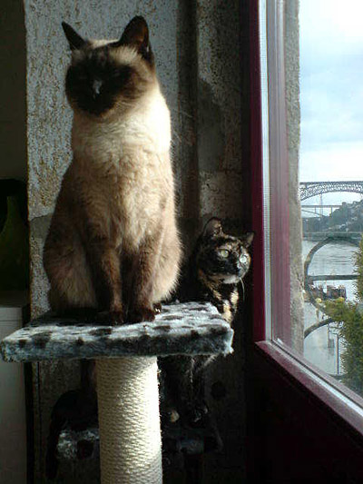 Gatos na Ribeira